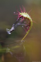 Langblättrige Sonnentau (Drosera anglica) mit der Beutetiere