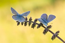 - Polyommatus icarus -