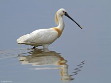 Löffler (Platalea leucorodia)...