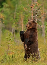 Braunbär