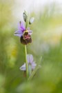 Ophrys holoserica