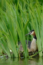 Haubentaucher (Podiceps cristatus)