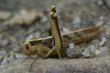 Grashopper im Tarnanzug