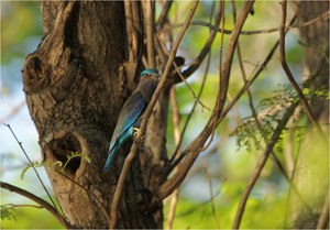 * Burmese Roller *