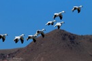 Gänse im Landeanflug
