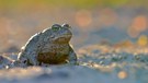 Bufo calamita