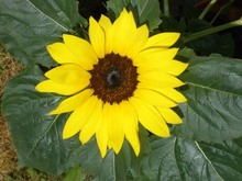 Sonnenblume