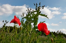 Roter Mohn...