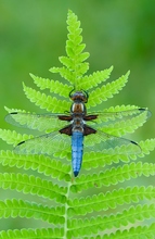 Plattbauch (Libellula depressa), Männchen