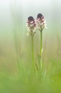 Bei Regen und Nebel