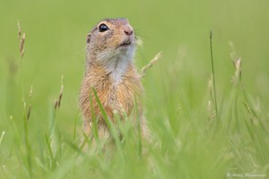 Europäische Ziesel (Spermophilus citellus)...