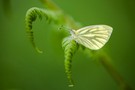 Scharf bis in die Spitzen