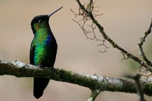 Fiery-throated Hummingbird