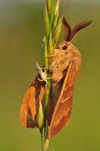 Brombeerspinner (Macrothylacia rubi)