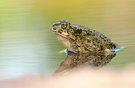 Bufo viridis