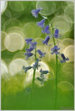 Atlantisches Hasenglöckchen (Hyacinthoides non-scripta)