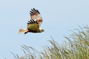 Rohrweihe auf Beuteflug