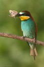 Bienenfresser (Merops apiaster)...