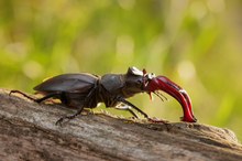 Hirschkäfer im Abendlicht