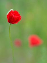 Schlaf-Mohn