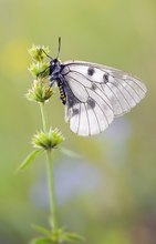 Noch fliegen sie