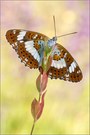 Kleiner Eisvogel (Limenitis camilla)