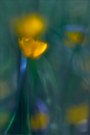 Frühling lässt sein blaues Band ...