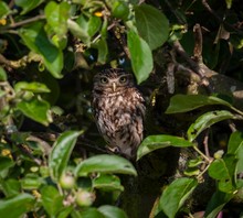 Steinkauz (Athene noctua)