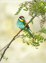 *Merops apiaster_3*