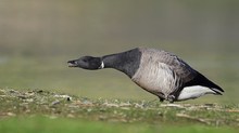 Ringelgans (Branta bernicla)