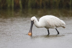 Löffler im Regen