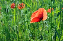 Roter Mohn - 2