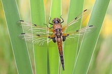 Libellula quadrimaculata