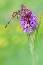 Großer Blaupfeil (Orthetrum cancellatum) Weibchen