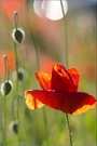 Mohn