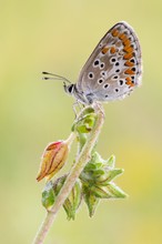 Aricia agestis