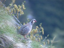 singendes Alpensteinhuhn