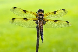 Vierfleck (Libellula quadrimaculata f. praenubila)