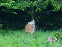 Rotwild mit Kalb