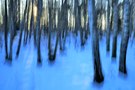 - Winterabend im Moosbirkenwald -