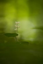 Neulich im Wald