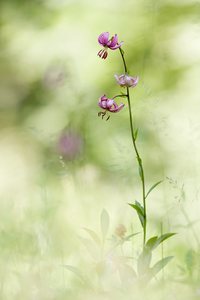 Türkenbundlilie...