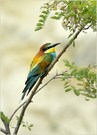 *Merops apiaster_4*