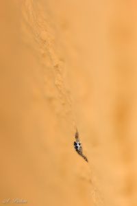 Haaaallo...hier bin ich...