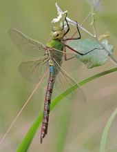 Große Königslibelle