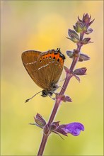 Pflaumen-Zipfelfalter (Satyrium pruni)