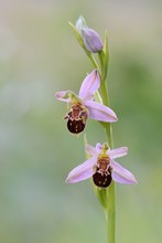 Ophrys apifera var. friburgensis