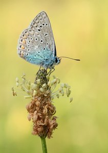 Auf der  Spitzwegerichspitze