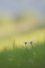 Auch Gänseblümchen können lieben