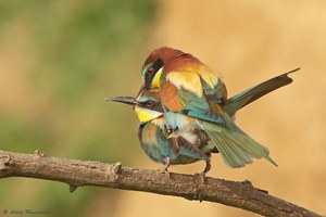 Bienenfresser (Merops apiaster)...